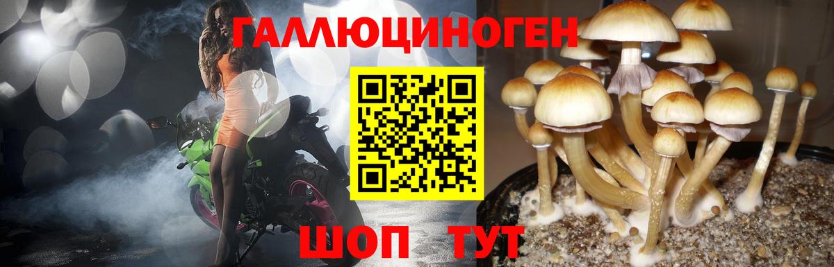 Псилоцибиновые грибы Psilocybine cubensis  Вход с VPN  Галлюциногенные грибы мицелий  Домодедово 